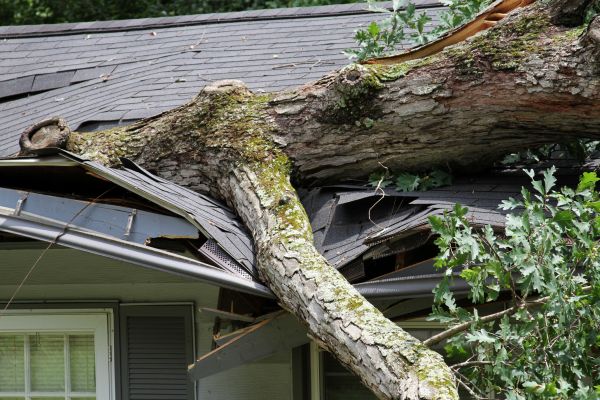 Storm Remediation in Westland