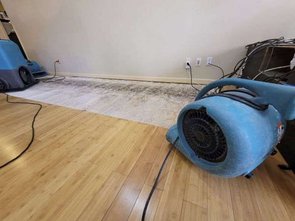 Water Damage Mitigation in Westland