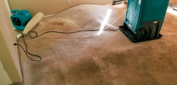 Cost of Carpet Water Extraction in Westland